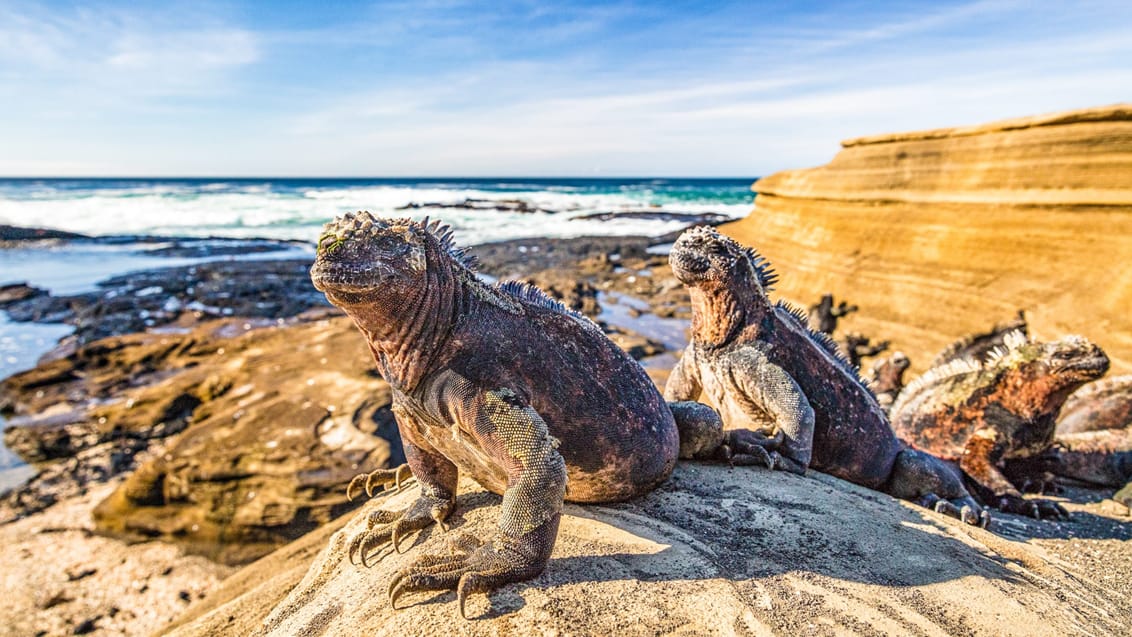 Oplev landleguaner og alle de andre facinerede dyr på Galapagos