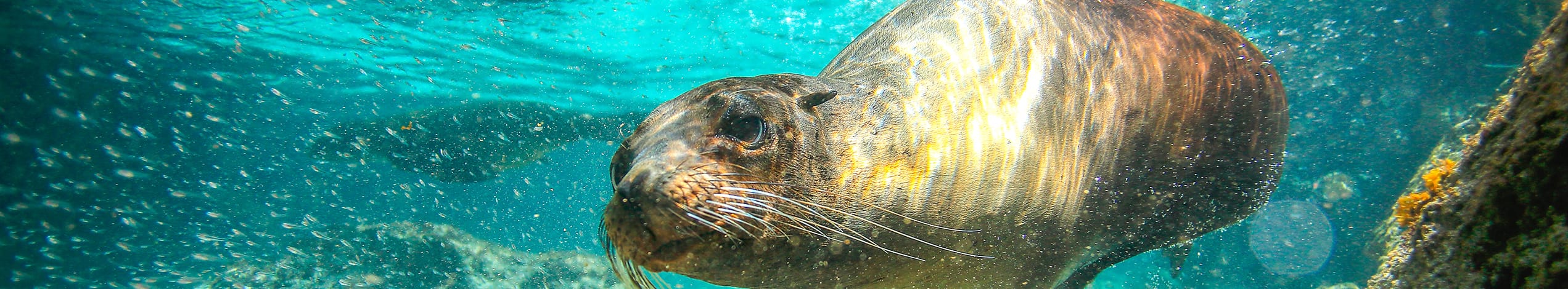 Ecuador och Galapagos for hela familjen