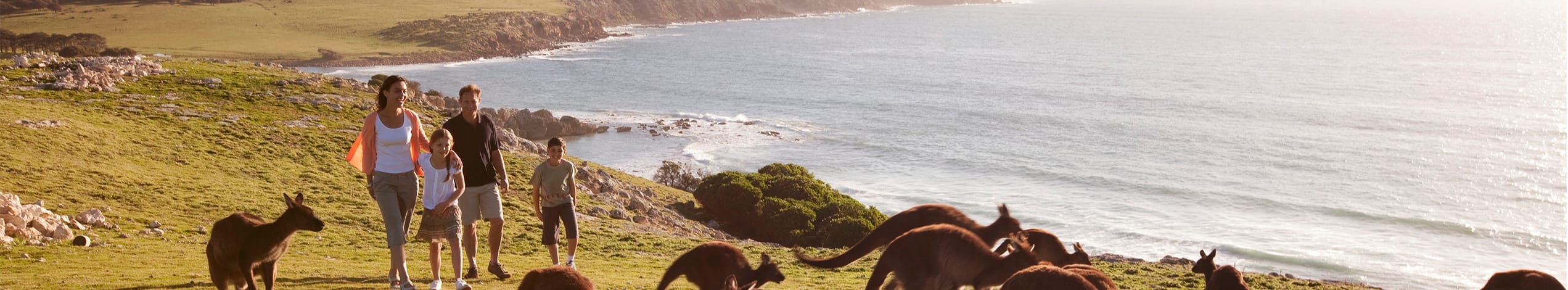 Kängurur och koalabjörnar på Kangaroo Island