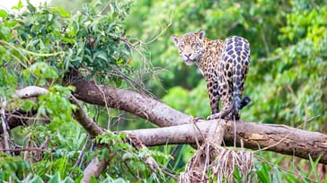 Jaguaren minder om leoparden, men er større og kraftigere. Den er kendt for den gule pels med sorte pletter. Det store kattedyr kan blive mellem 1-1,80 meter lang, 70 cm høj og veje op til 150 kg