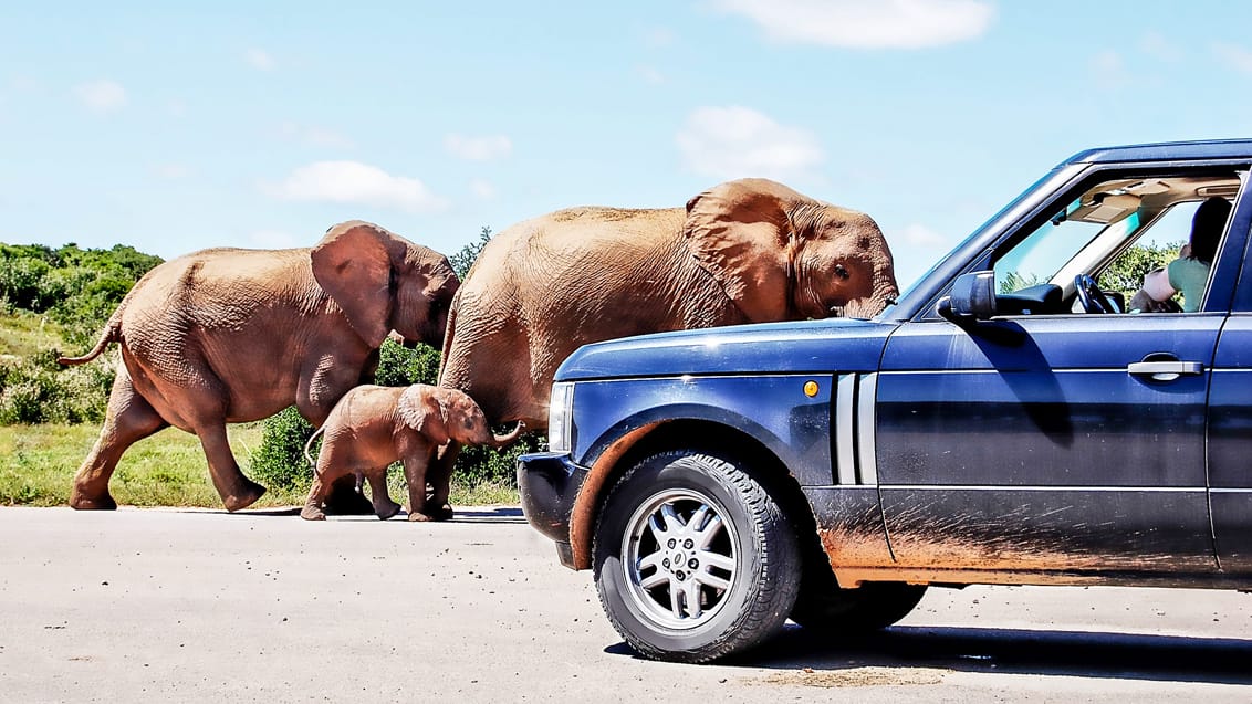 Roadtrip i Sydafrika med Kruger och Swaziland