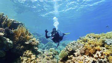 Dykning och snorkling