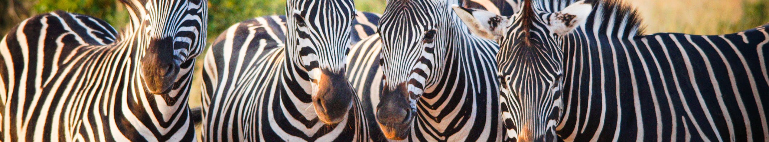 Safari i Kruger nationalpark