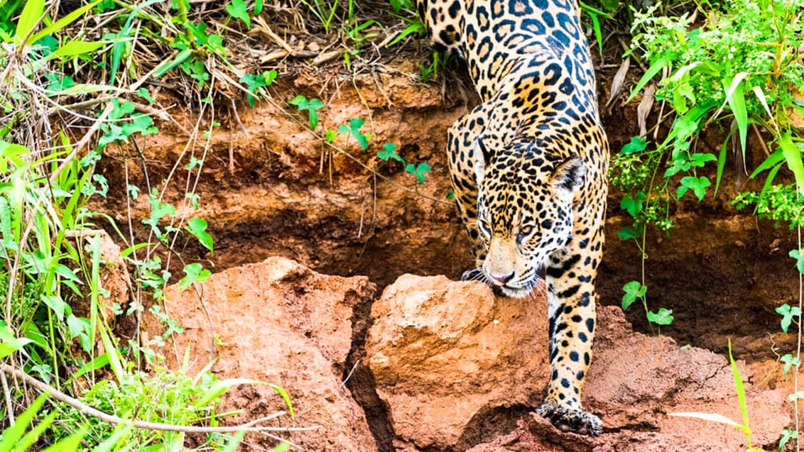 Jaguarer i Pantanal