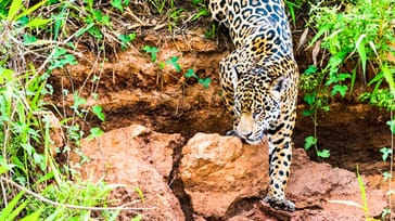 Jaguarer i Pantanal