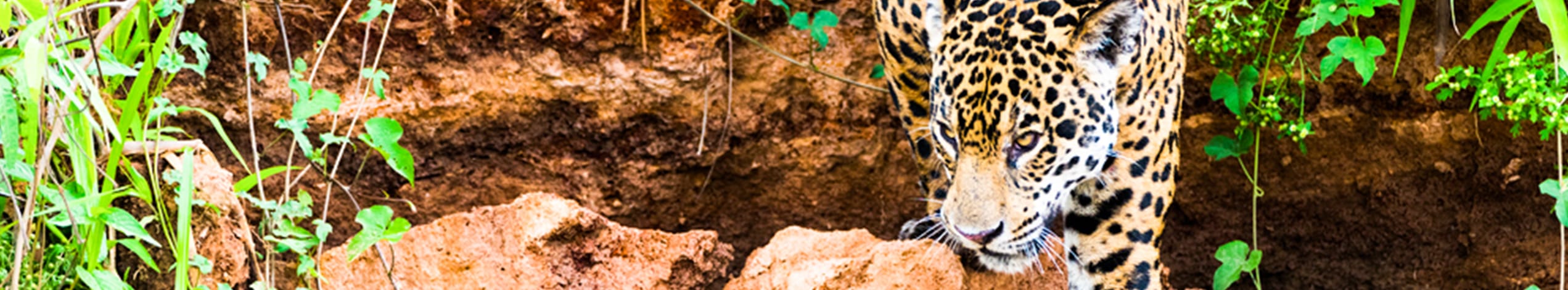 Jaguarer i Pantanal
