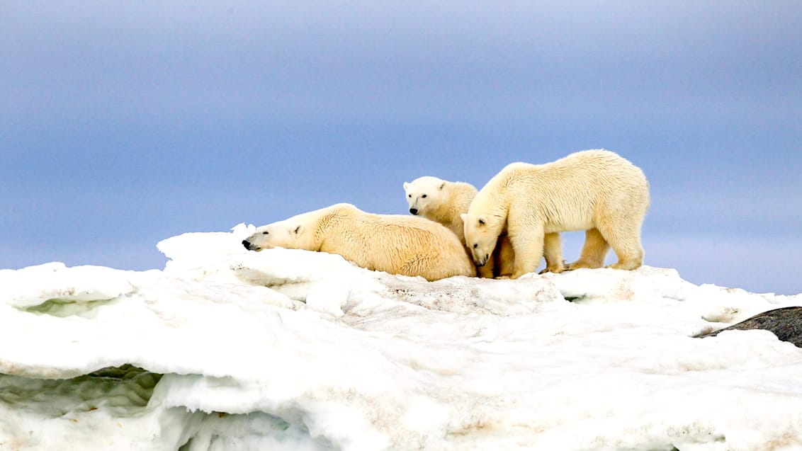 Expeditionskryssning Svalbard