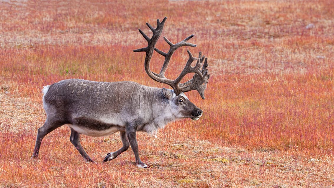 Expeditionskryssning Svalbard