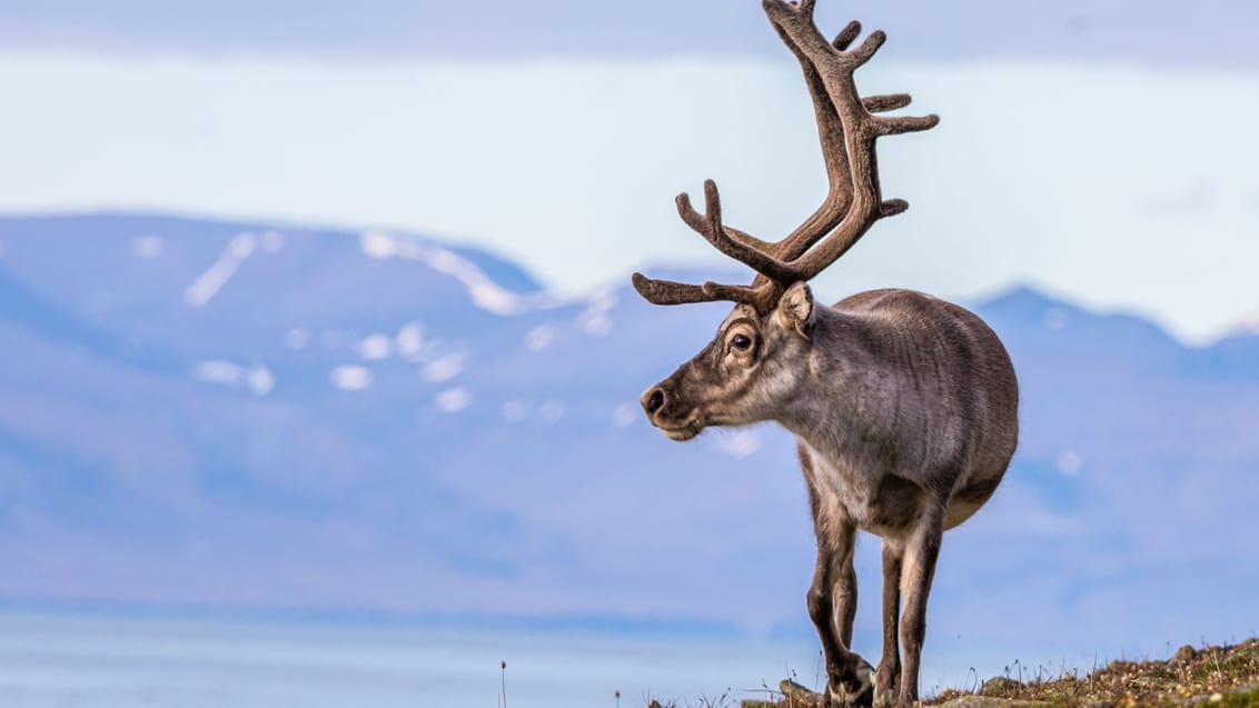 Familjeäventyr Svalbard