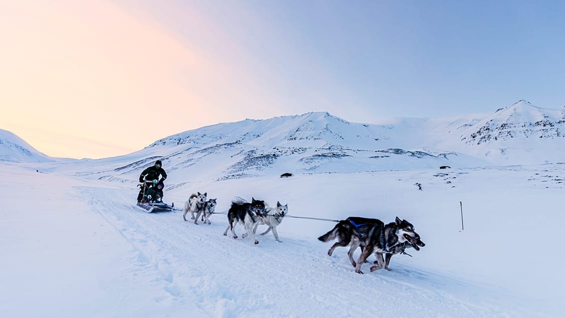 Snöskoter & hundspann