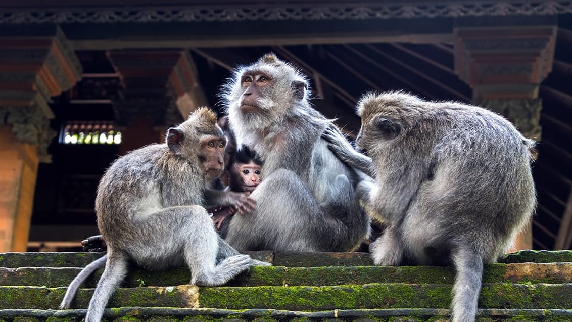 Abetemplet i Ubud