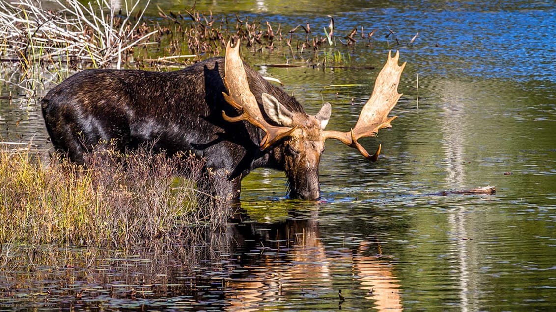 Algonquin Provencial Park, Kanada