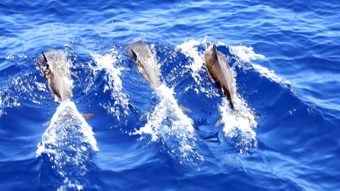 Andaman snorkel cruise, Thailand
