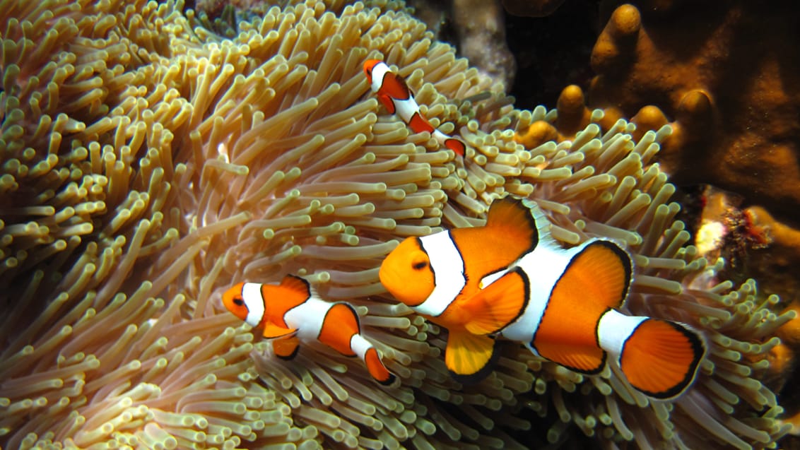 Andaman snorkel cruise, Thailand