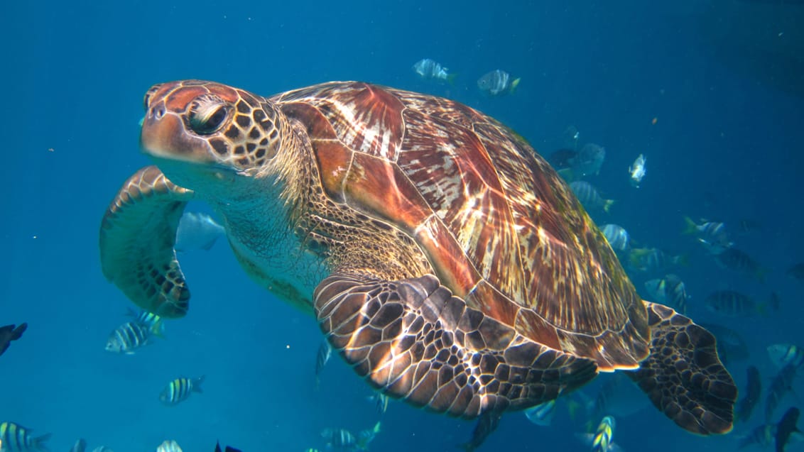Andaman snorkel cruise, Thailand