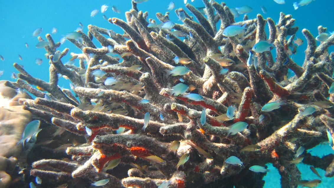 Andaman snorkel cruise, Thailand