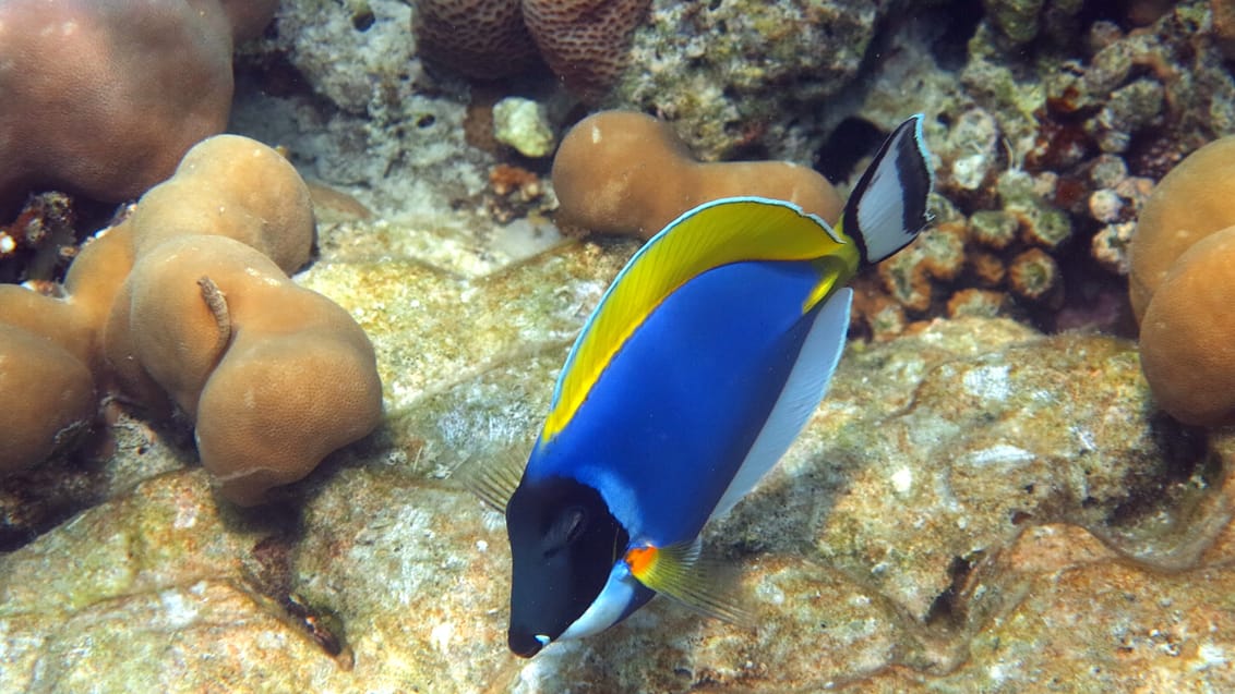 Andaman snorkel cruise, Thailand