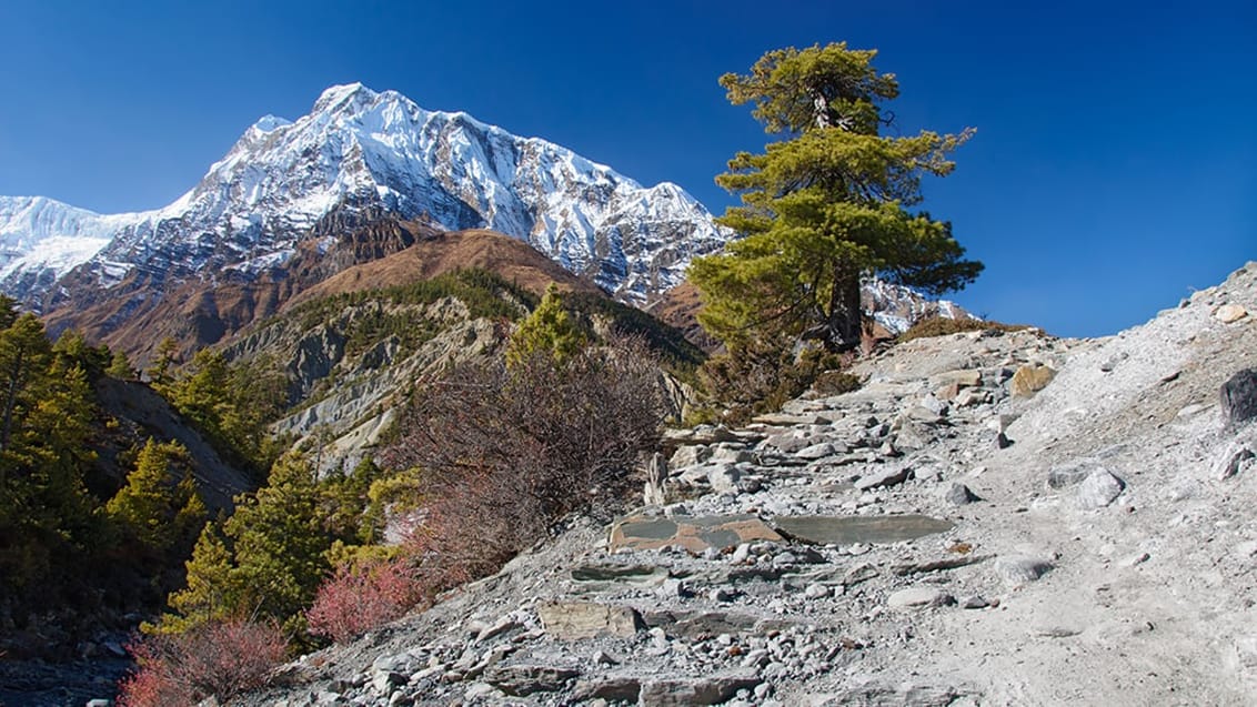 Annapurna Base Camp, Nepal