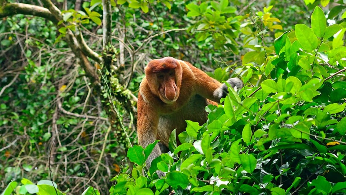 Bako Nationalpark, Malaysia