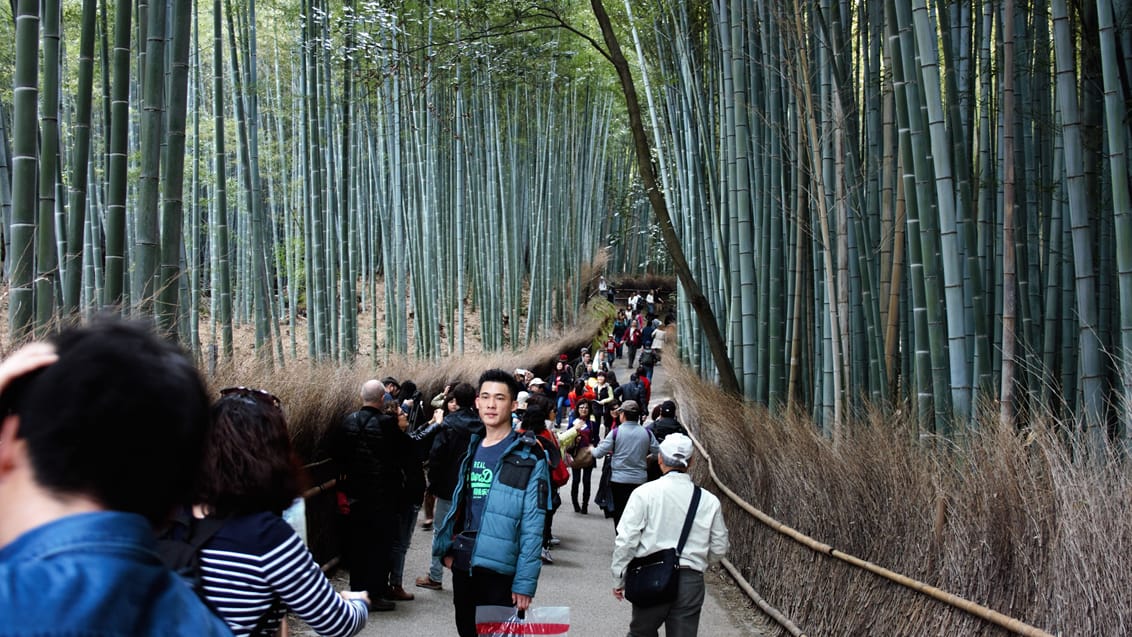 Bamboo Forest, Kyoto, Japan