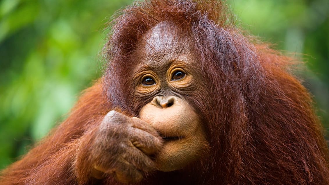 Borneos regnskog och välbevarade paradisöar