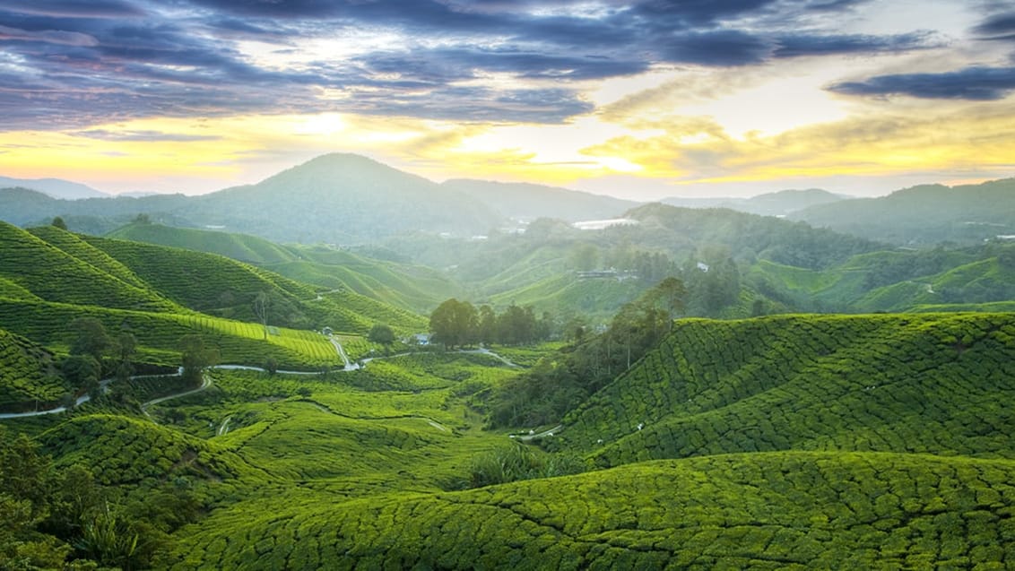 Cameron Highlands, Malaysia