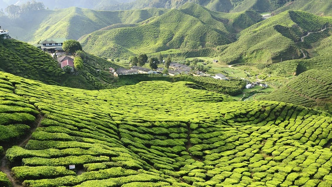 Cameron Highlands, Malaysia