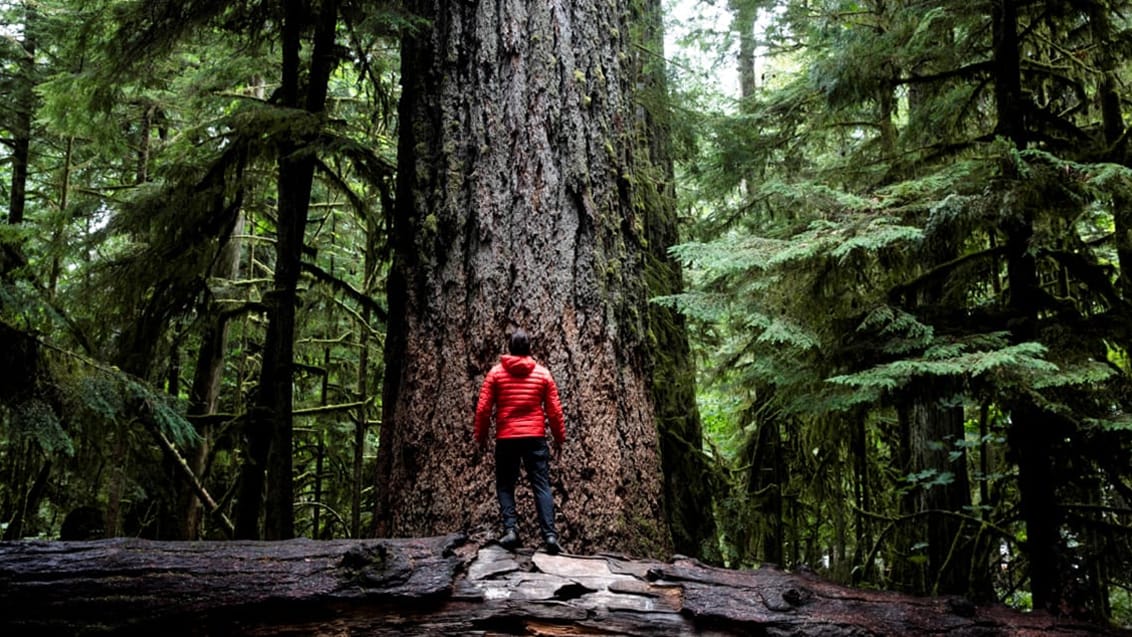 Cathedral Grove på Vancouver Island, Kanada