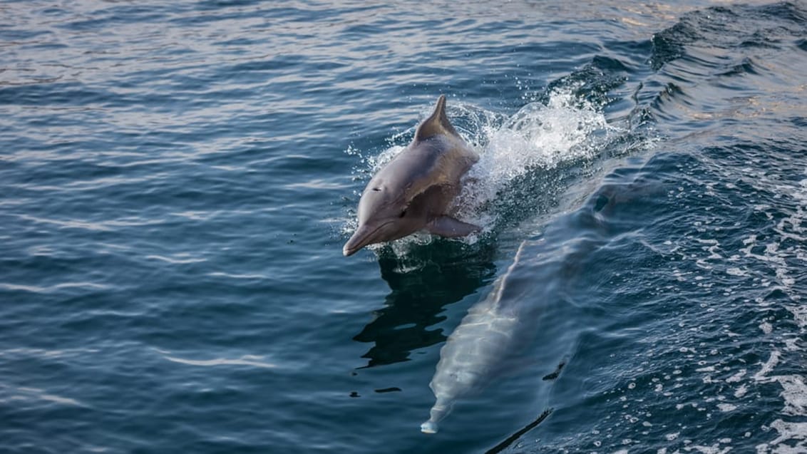 Vilda delfiner, Musandam