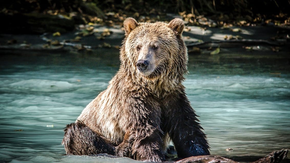 Grizzly, Kanada