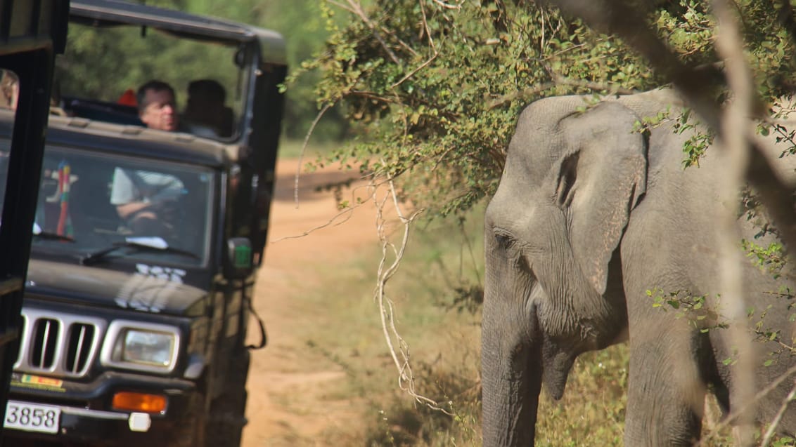 Jeep safari i Yala, Sri Lanka