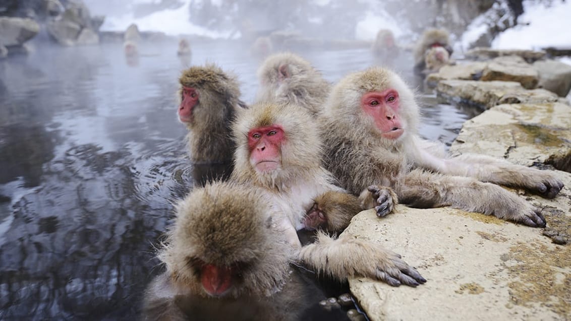 Jigokudani – parken för vilda apor, Japan