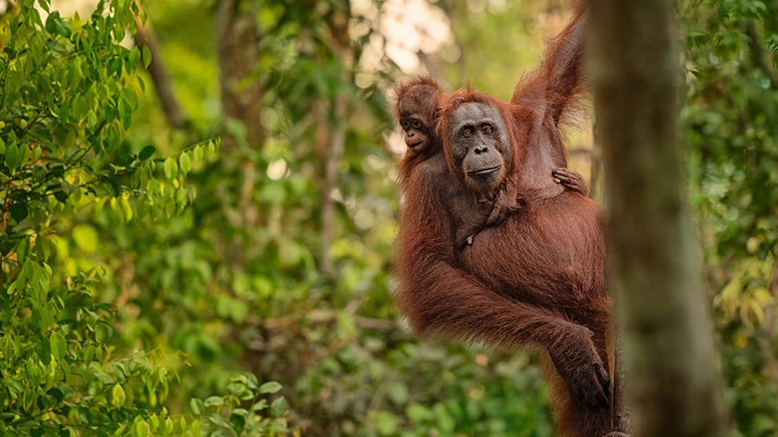 Kalimantan, Indonesien