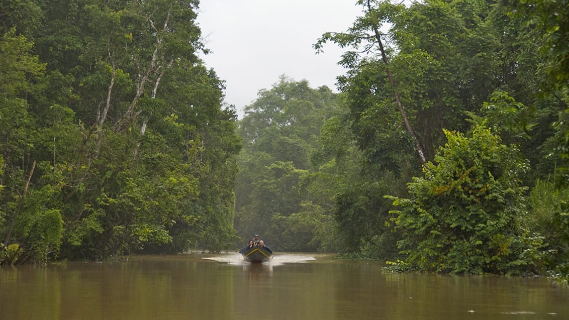 Kinabatangan, Borneo