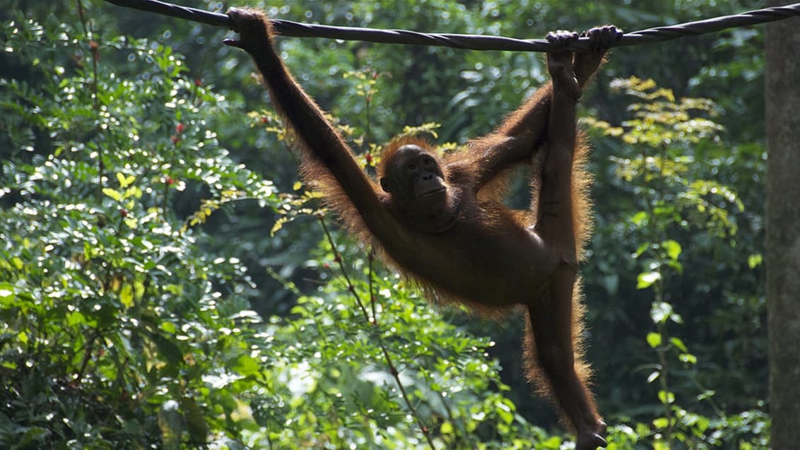 Kinabatangan, Borneo