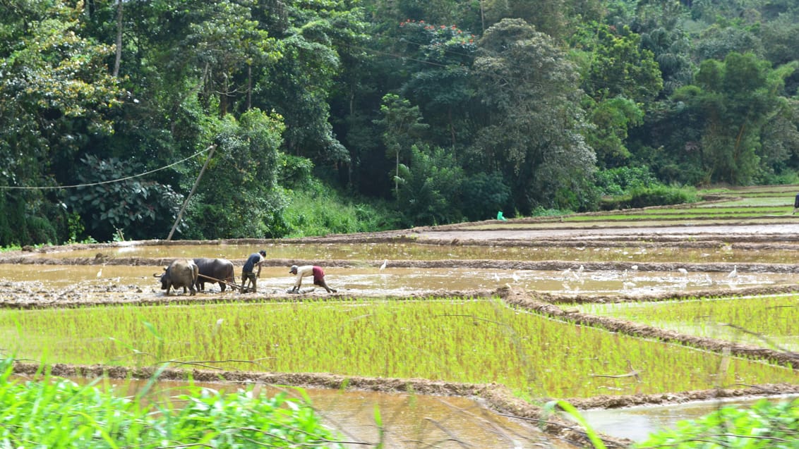 Kithulgala, Sri Lanka