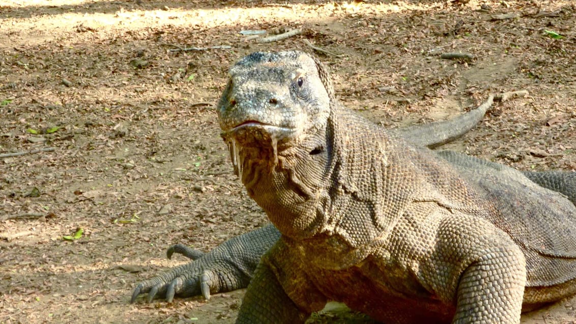 Komodo, Indonesien