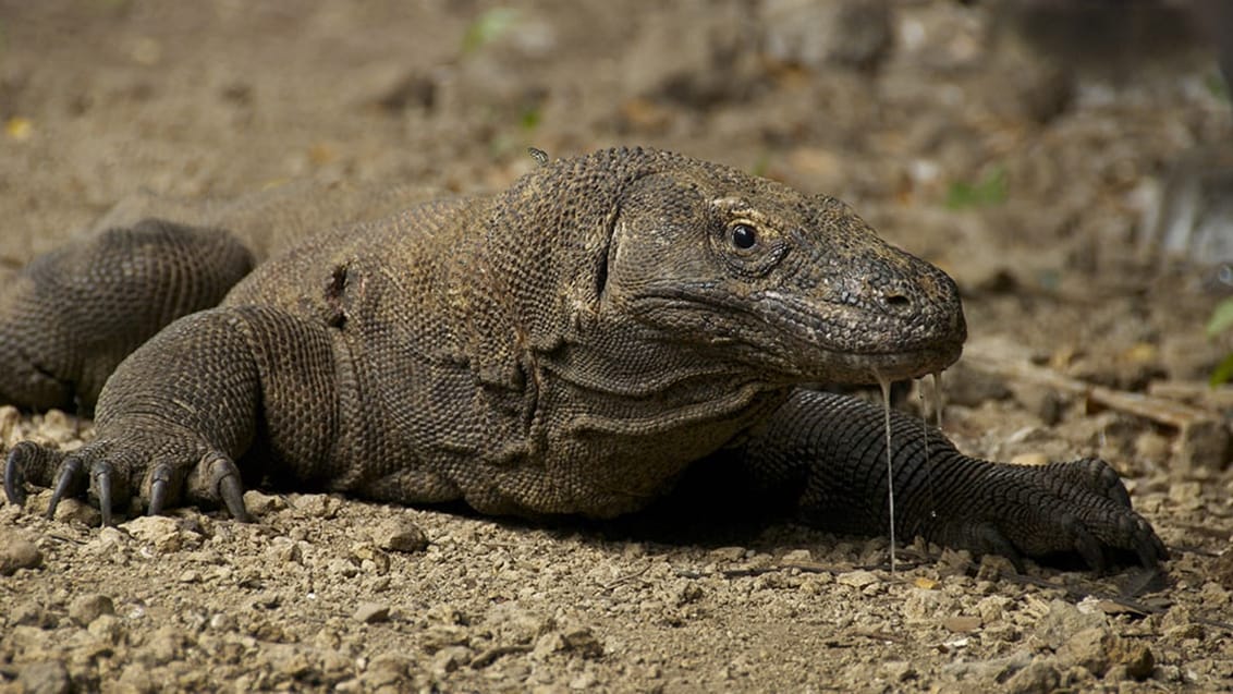 Komodo Islands, Indonesien