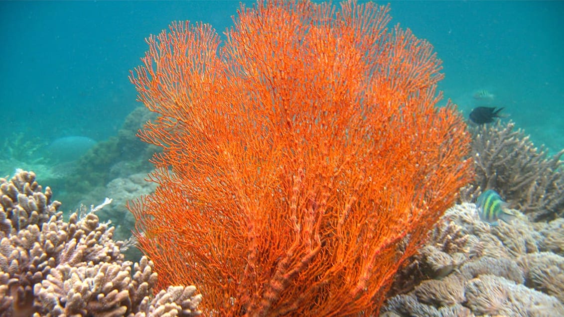 Komodo Islands, Indonesien