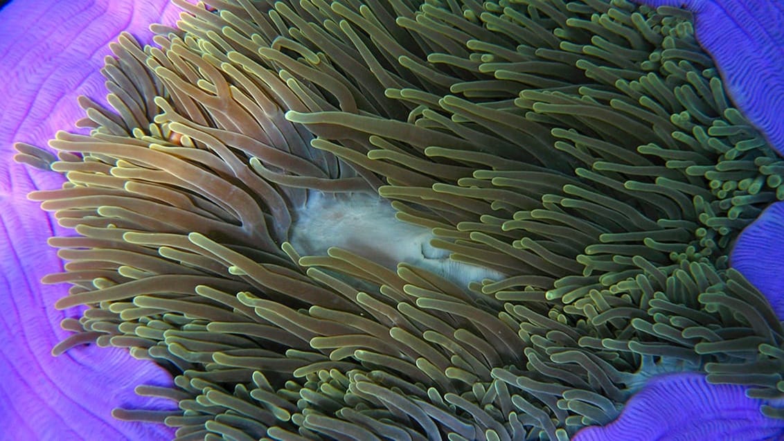 Komodo Islands, Indonesien