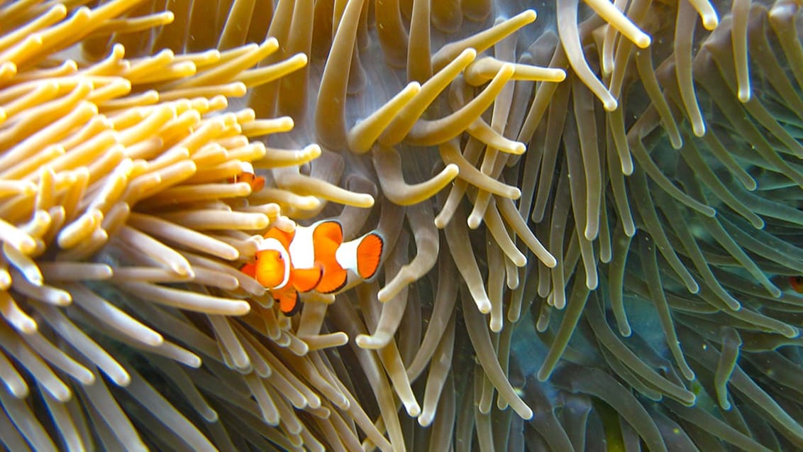 Komodo Islands, Indonesien