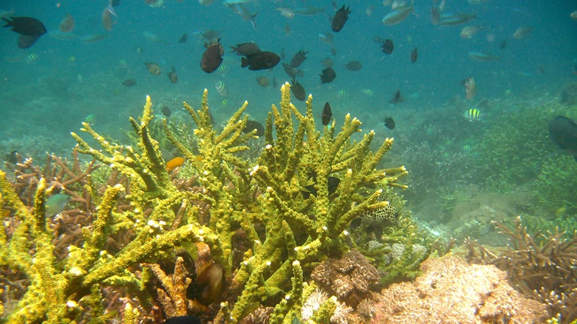 Komodo Islands, Indonesien