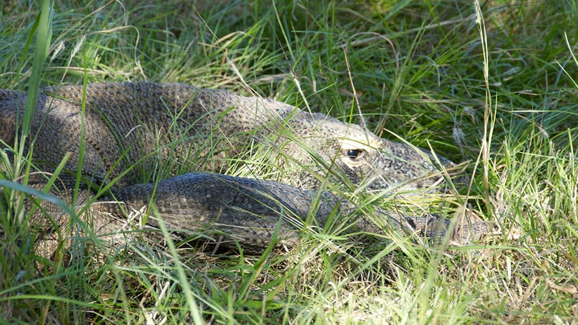 Komodo Islands, Indonesien