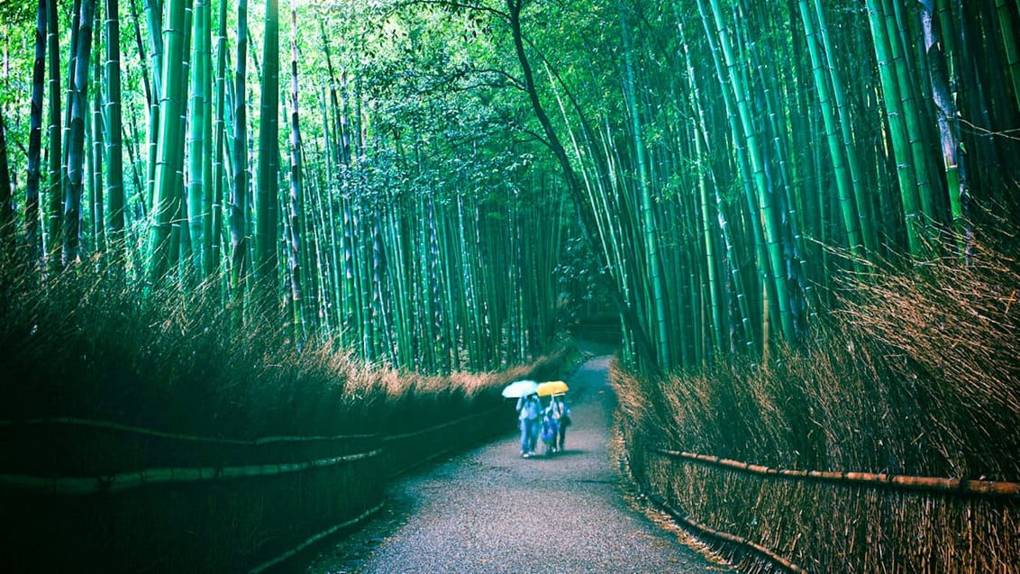 Bamboo Forest, Kyoto, Japan