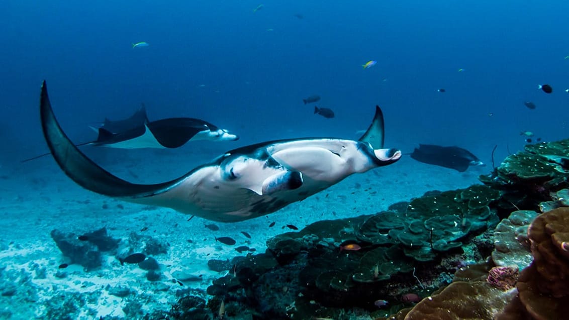 Mantaray, Maldiverna