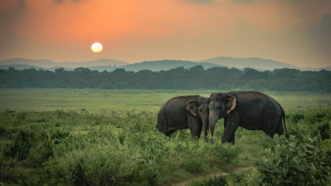 Minneriya, Sri Lanka