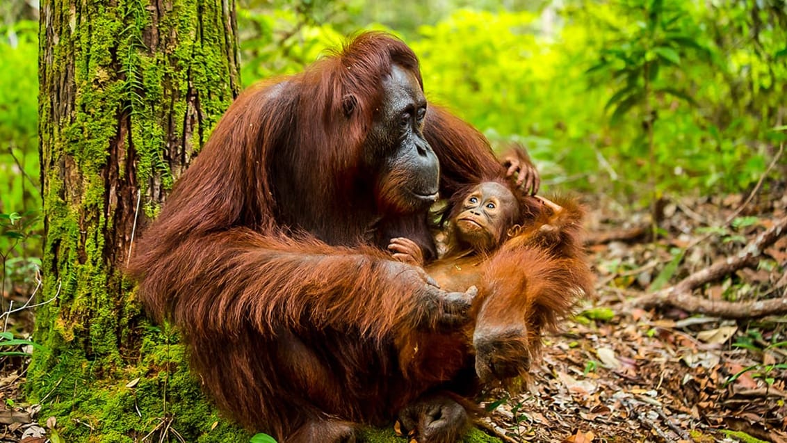 Orangutang, Borneo