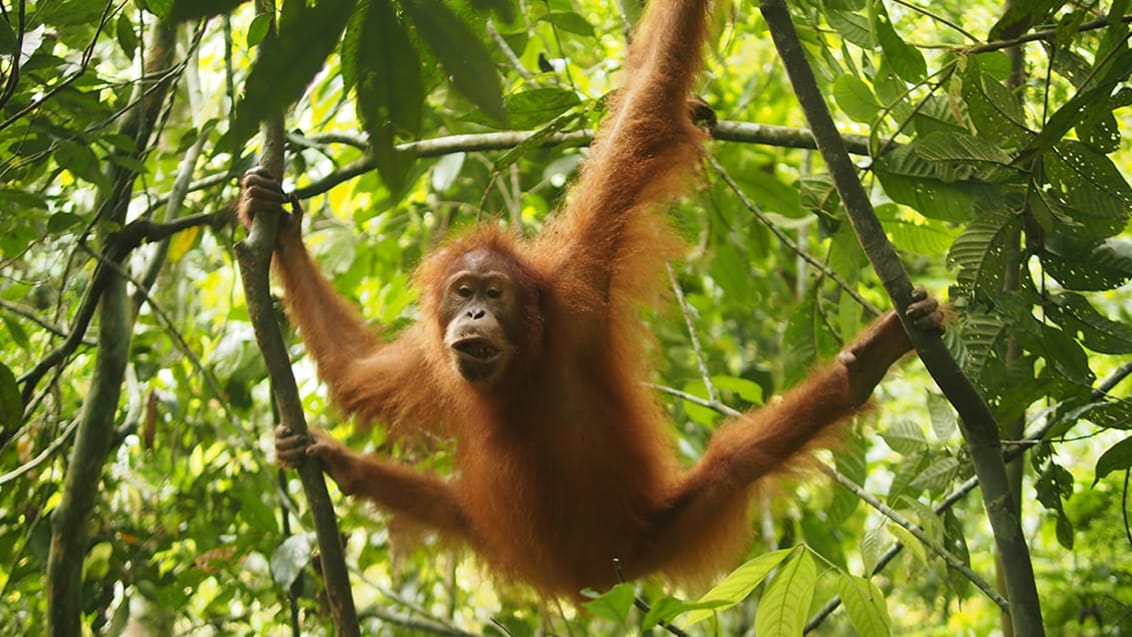 Orangutang, Bukit Lawang, Sumatra.
