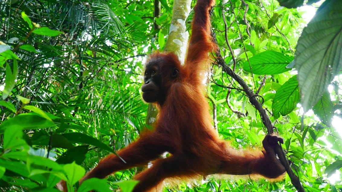 Orangutang, Bukit Lawang, Sumatra.