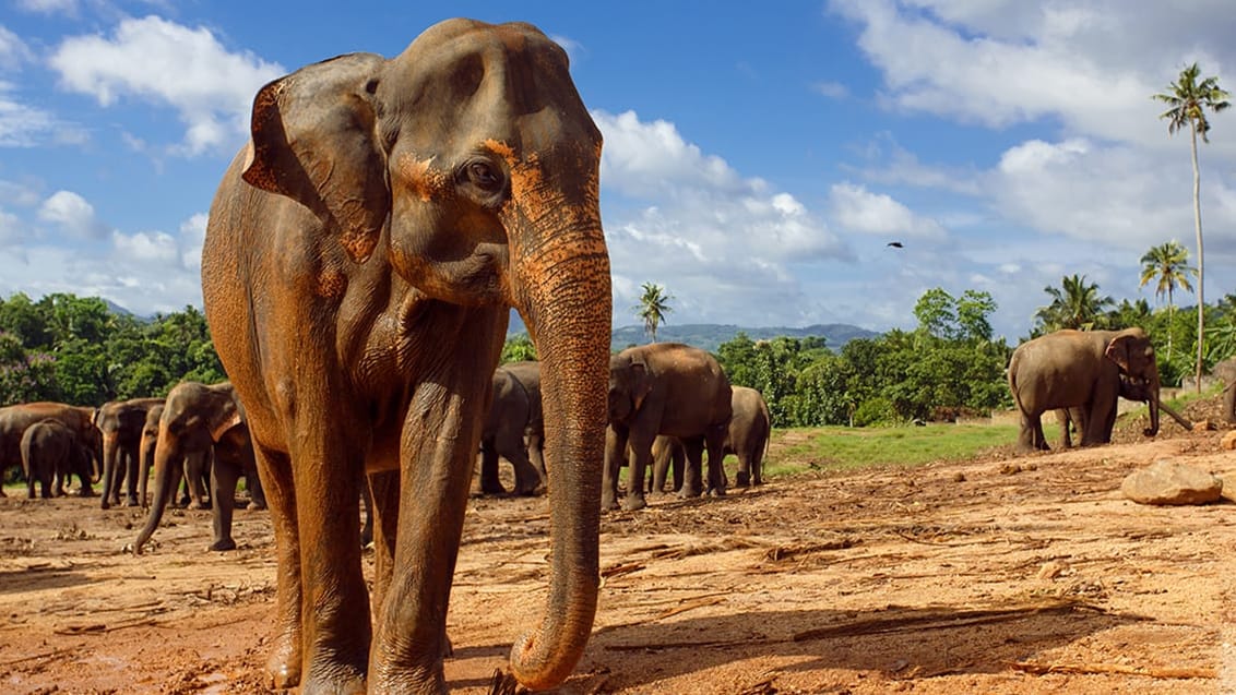 Sri Lanka